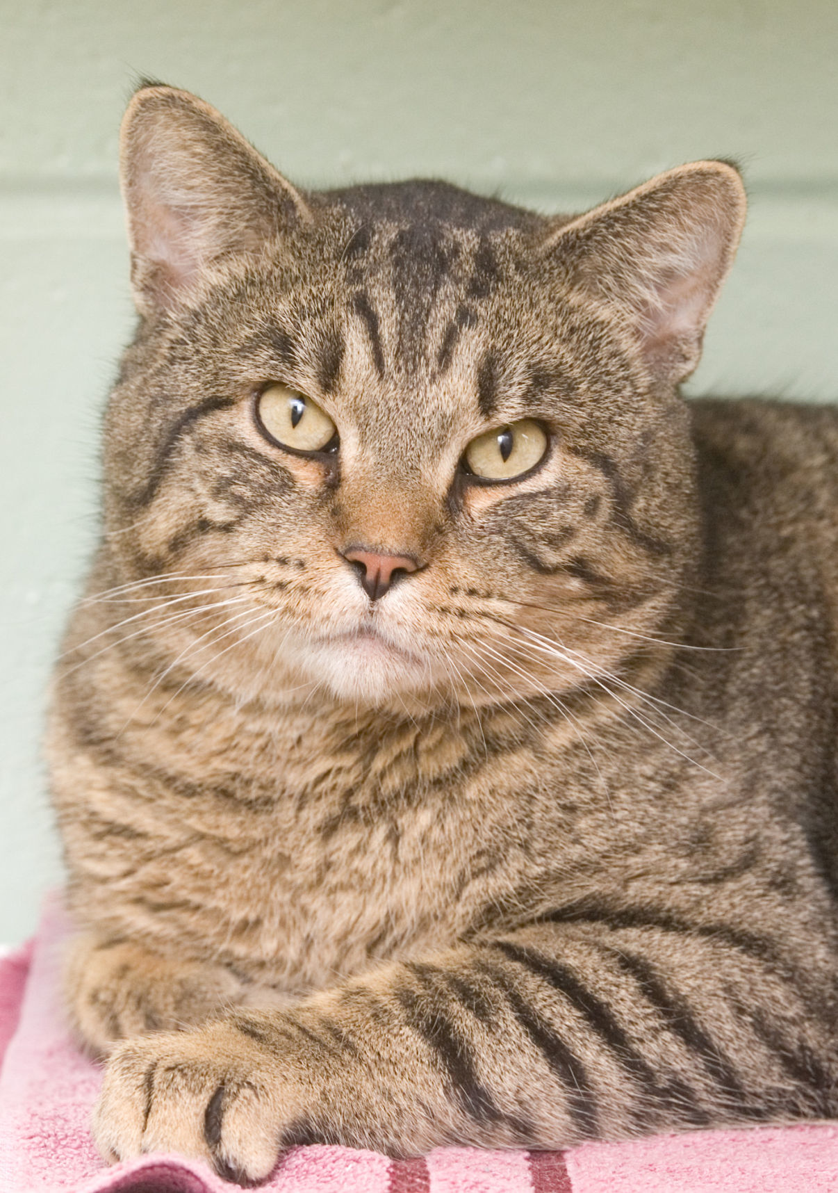 010519-mat-pets-cat-KK.jpg
